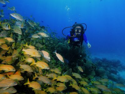 Merlin diving School in Sosua