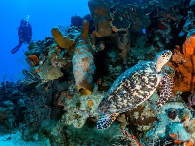 Acqua Adventures diving in Sosua