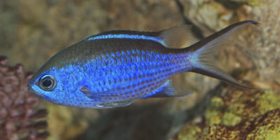 Blue chromis in Sosua reef