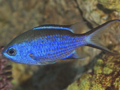 Blue chromis in Sosua reef