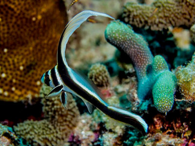 Drumfish in Sosua Beach reef