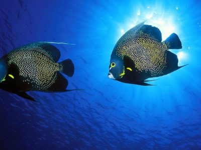 French angel fish in Sosua Bay