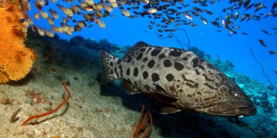 Goliath Grouper underwater at Sosua