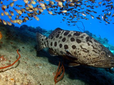 Goliath Grouper underwater at Sosua