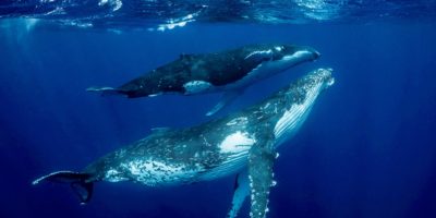 humpback whales visiting Sosua