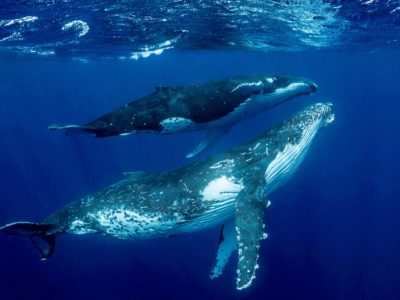 humpback whales visiting Sosua