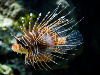 Lion fish caught off the coast of Sosua Bay