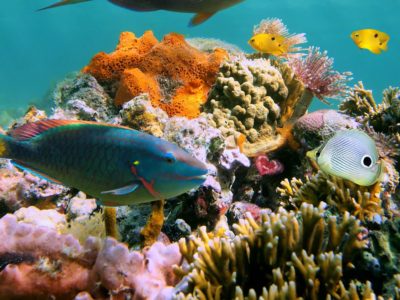 parrot fish in Sosua Beach reef