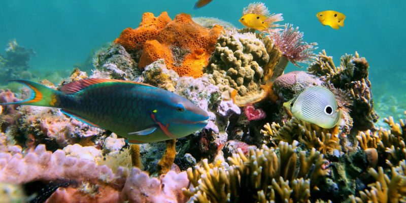 parrot fish in Sosua Beach reef