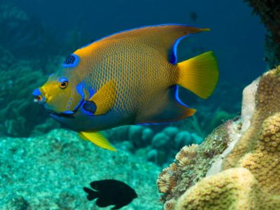 amazing fish transformations