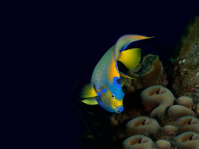 queen angel sosua beach