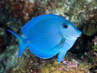 Sosua blue tang