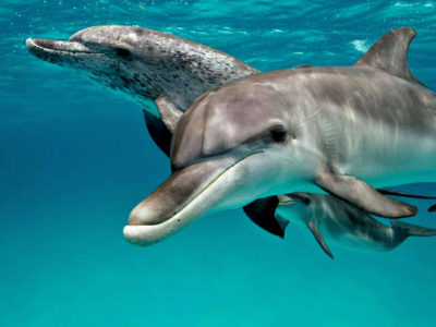 dolphins in Sosua Beach