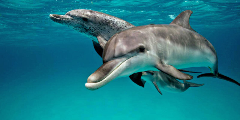 dolphins in Sosua Beach