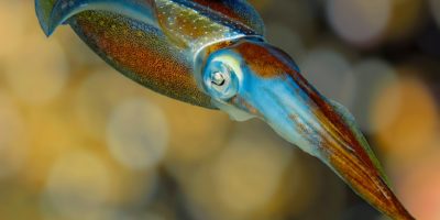 sosua reef squid