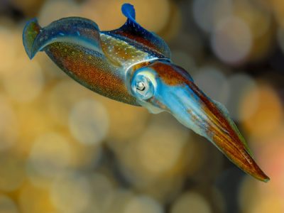 sosua reef squid