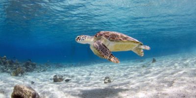 turtle in Sosua Beach