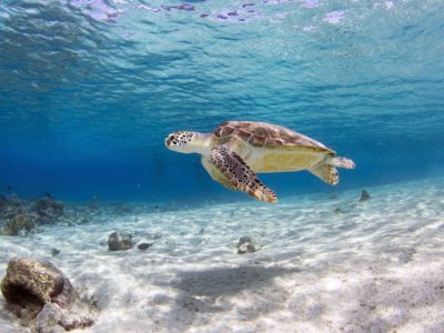 turtle in Sosua Beach