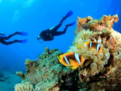 Sosua diving in the reef