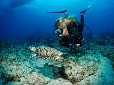 diver with turtle Sosua Beach