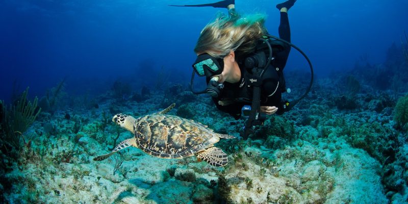 diver with turtle Sosua Beach