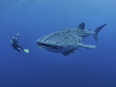 Whale shark off sosua beach waters