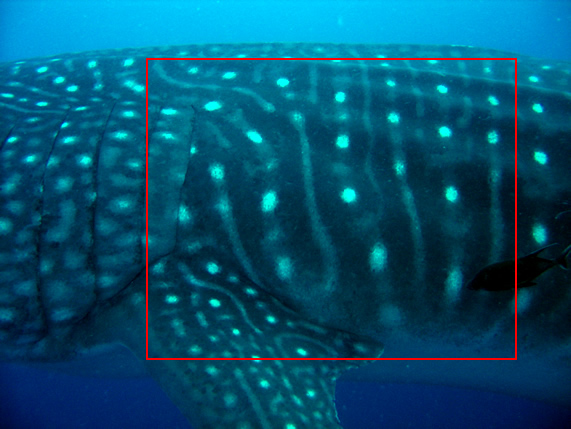 Spots on a whale shark identifies it