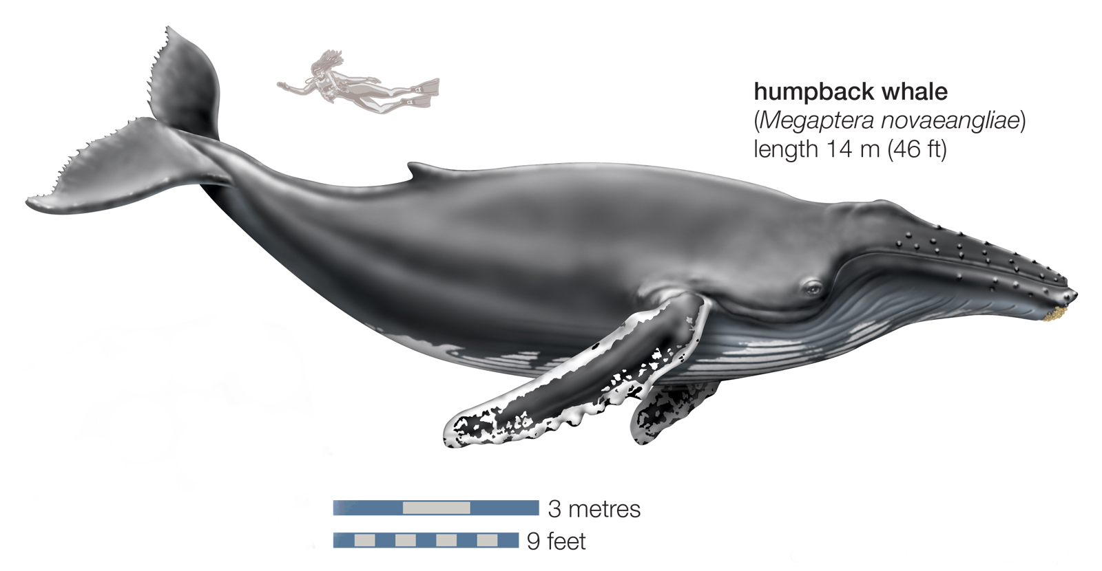 whale size