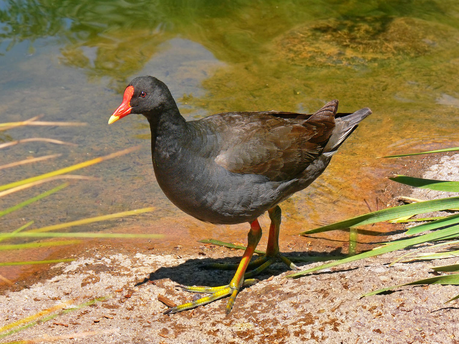 Sosua river rail bird