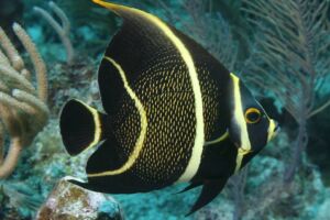 Juveniles have yellow stripes