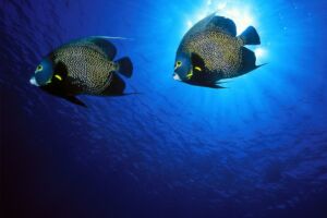 Couple swimming together
