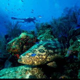 Grouper in the reef