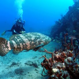 Diver with grouper