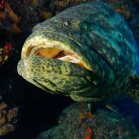 Grouper close up