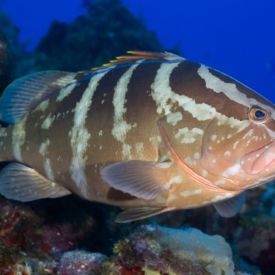 Bahamian grouper