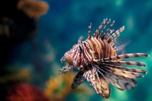 The Lion fish has venomous fin spines