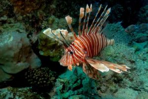 There are three main species of Lionfish