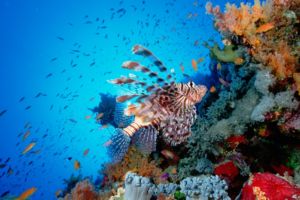 Pterois volitans is the common Lionfish