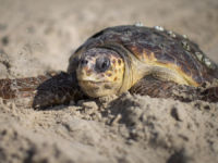 loggerhead laying eggs