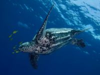 leatherback turtle