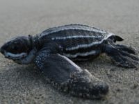 leatherback hatchling