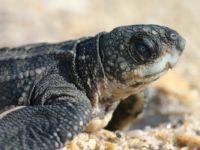 Leatherback hatchling