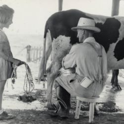 Milking a cow Milking a cow
