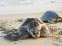 Olive ridley turtles
