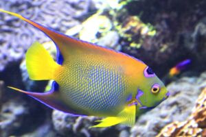 Queen angel fish
