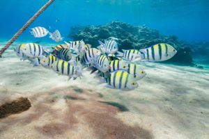 Sergeant Major in Sosua