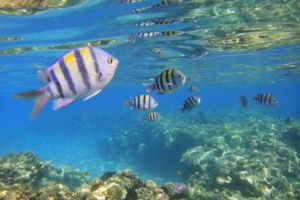 Sergeant Major in the reef