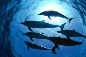 dolphins seen from below