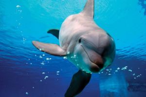 A playful dolphin