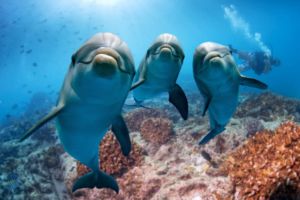 Three dolphins stare at the camera
